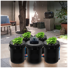 hydroponic scenary